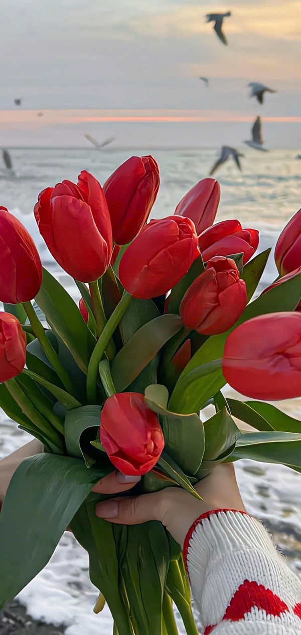 Hình nền hoa tulip full hd​ 1