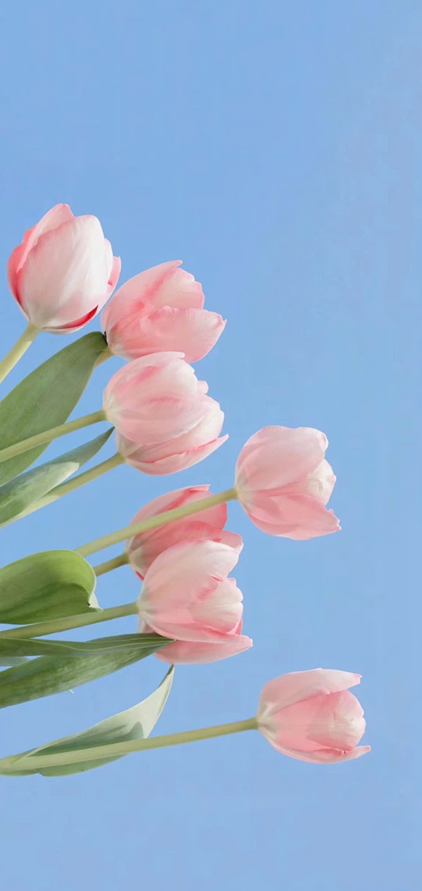 Hình nền hoa tulip full hd​ 2