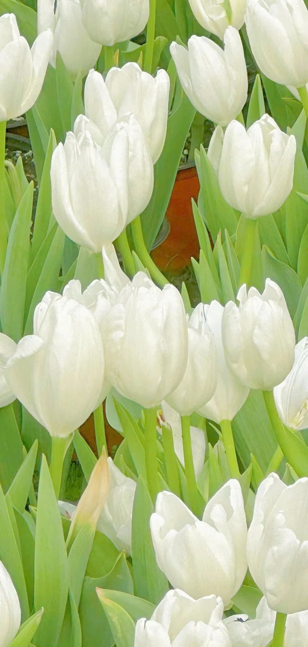 Hình nền hoa tulip full hd​ 3