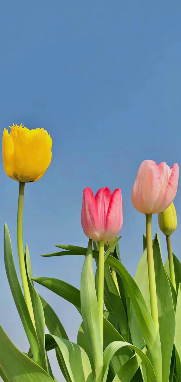 Hình nền hoa tulip full hd​ 16