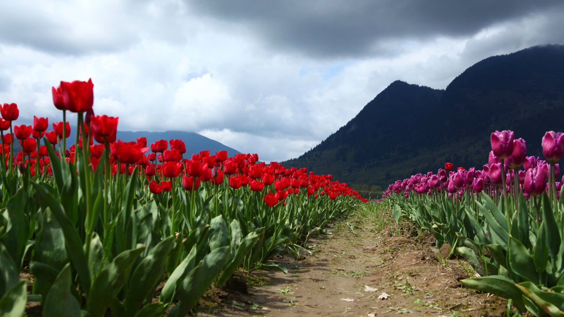 hình nền hoa tulip cho máy tính 18