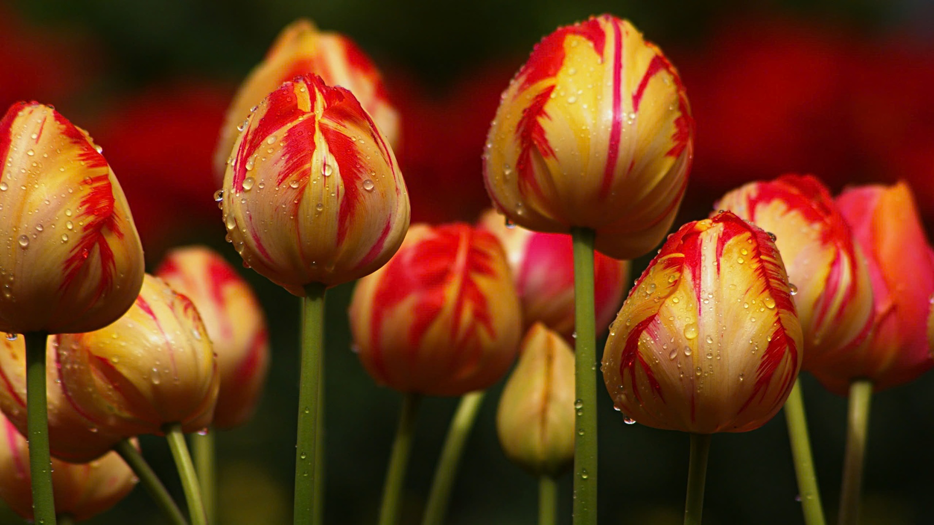 hình nền máy tính hoa tulip 1