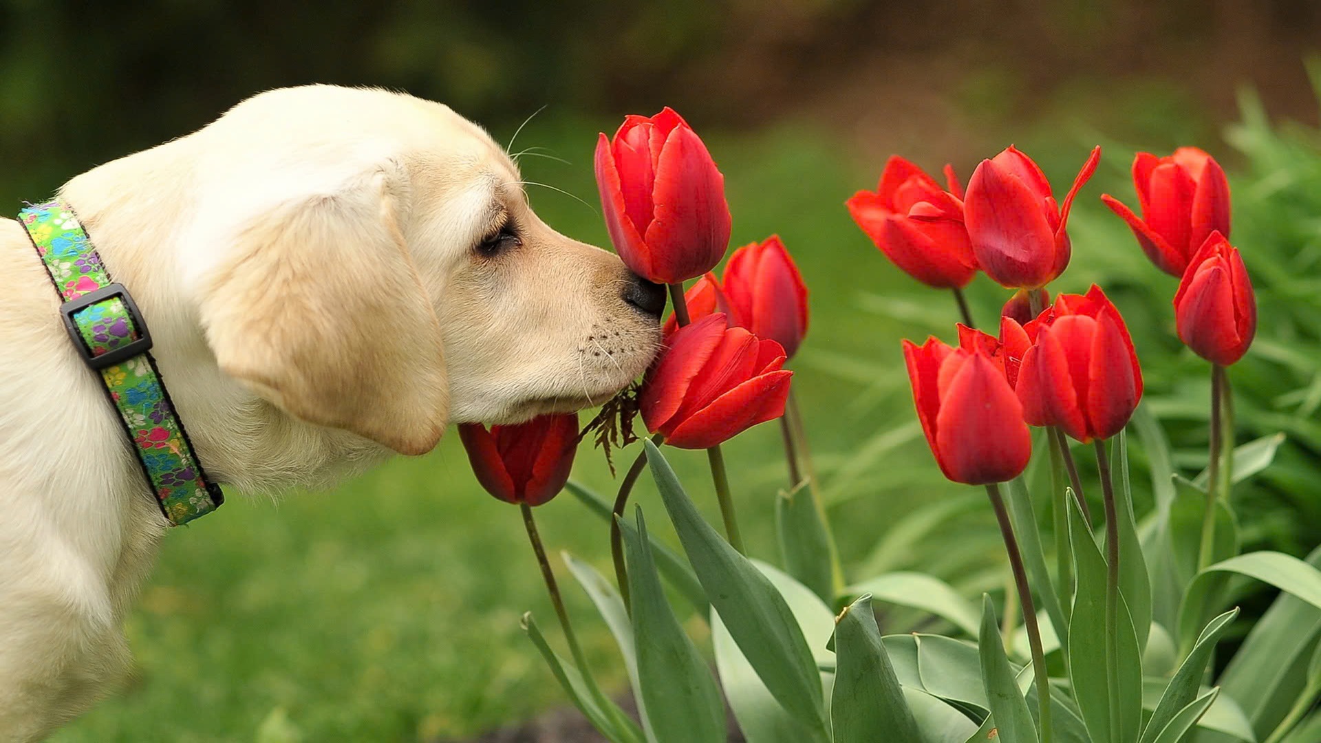 hình nền máy tính hoa tulip 4