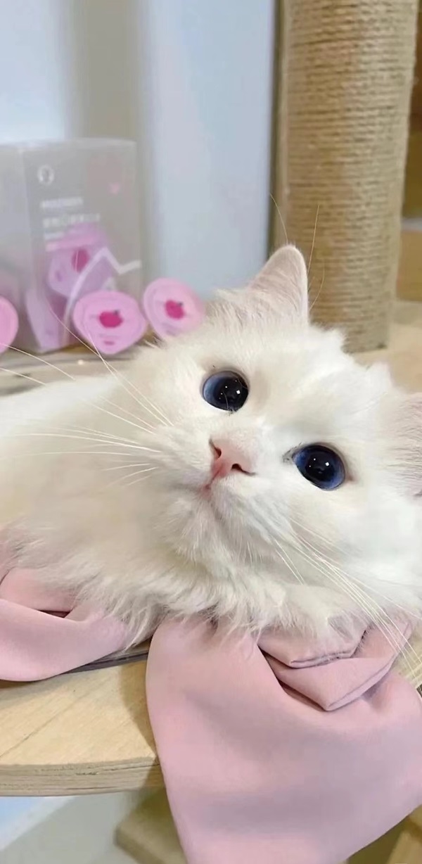 Hình nền mèo cute ngộ nghĩnh 7